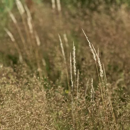 Semesterbostad W Lesie Gdansk 35 Km Bozepole Krolewskie