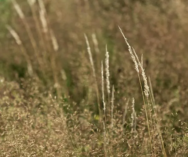 Дом отдыха W Lesie Gdansk 35 Km Bozepole Krolewskie