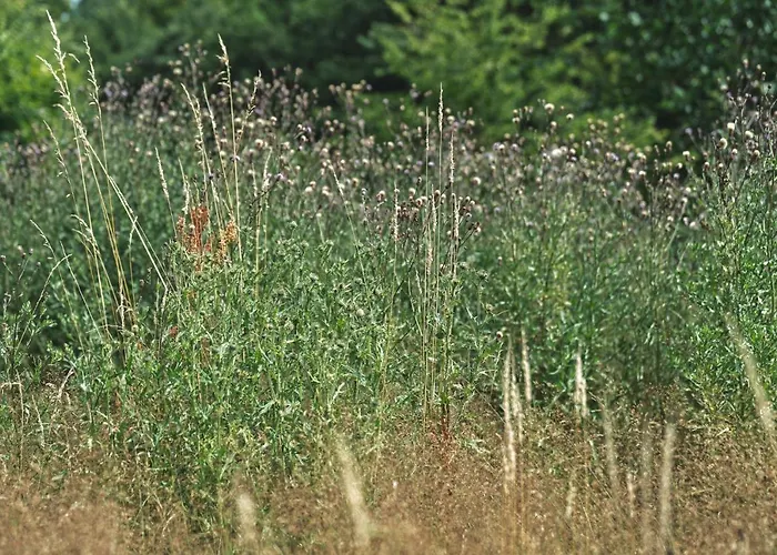 Дом отдыха W Lesie Gdansk 35 Km *